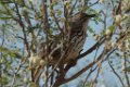 Long-billed Thrasher 2014-01-26_1